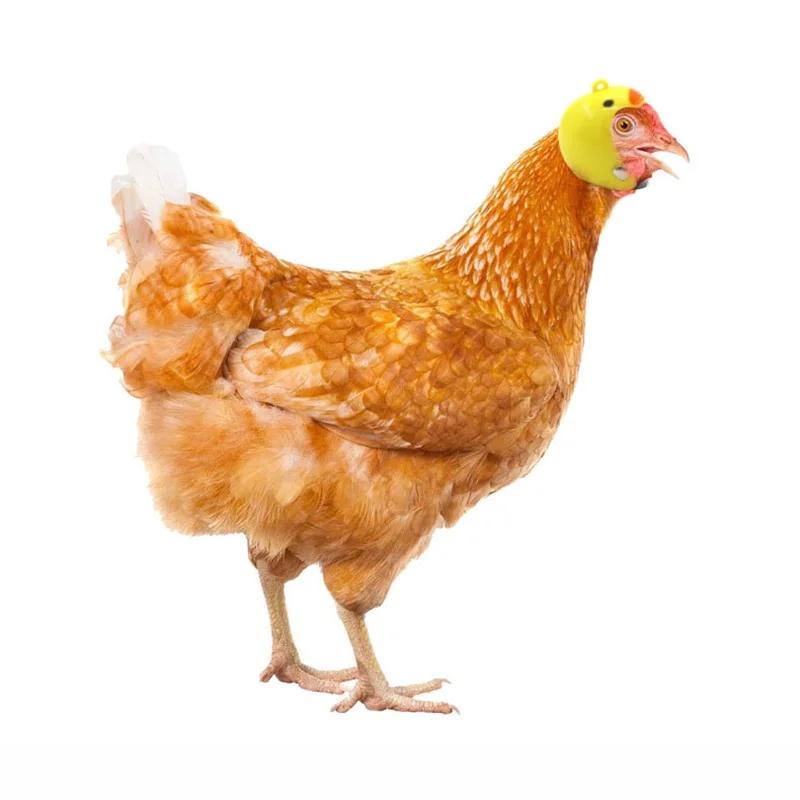 Farm Pet Chicken Helmet Sun Rain Protection Cute Hat For Hens Outdoor Henhouse Protective Gear Fighting Cock Funny