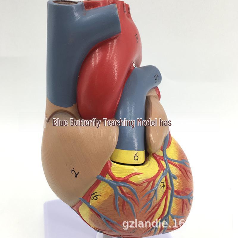 Model anatomic mare al inimii umane cu 34 de marcaje pentru predarea ecografiei medicale