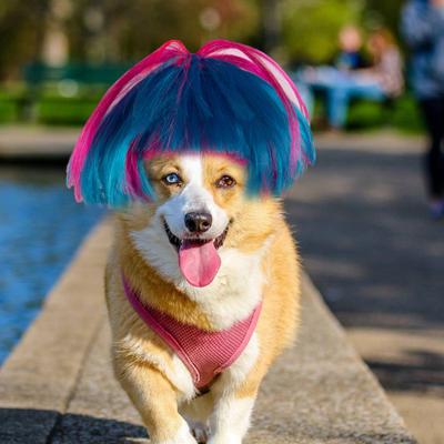 Haustier-Perücke, verstellbar, waschbar, wiederverwendbar, auffällige Katze-Hunde-Perücke für Halloween-Partys, Festival-Dekoration