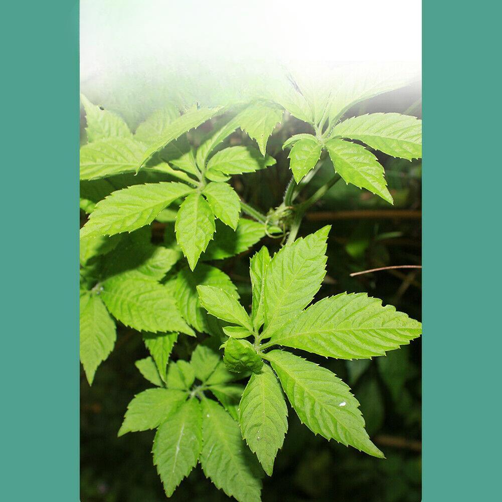 Jiaogulan Cha Gynostemma Tea Lowering Three Highs Helps Delay Aging Hetbal Tea Natural Health Herb