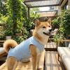 Breathable Cat Recovery Suit Soft Pet Anti-Lick Cloth Pet Sterilization Suit  Spayed/Neutered