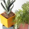 European-style Square Succulents Flower Pot Countertop Ornaments Color Ceramic Flower Pot Plant Potted Garden Decoration Modern