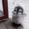 Cute Penguin Plush Toy With Polyester Fiber Filling For Kids And Birthday Gifts