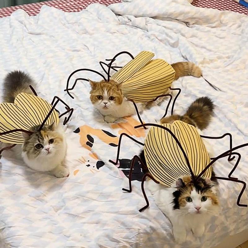 Pet Party Outfit Cat Cockroach Wings Costume Kit Diy Material Pack For Cat Cosplay Dresses With Cute Antennae Apparel