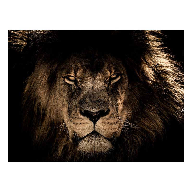 African Animal Lion Posters and Print Black and White Wall Art Canvas Oil Painting Picture for Living Room Decor Home Decoration