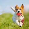 Rubber Ball with Rope Pet Teeth Indestructible Bite Toy Funny Puppy Training Solid Balls Pets Dog Chew Toys