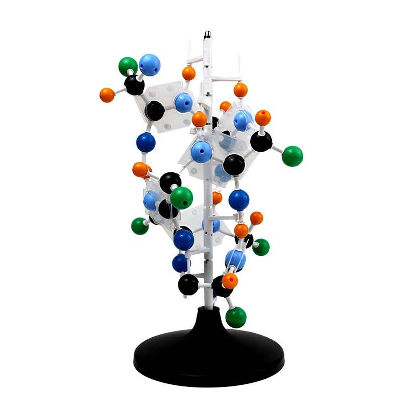 Qinghua 60cm DNA Double Helix Model