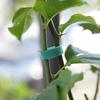 1 Roll Plant Rope Reusable Strong Grip Nylon Green Ribbon Vinyl Staking Twist Tie for Gardening