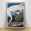 Vintage Bird Prints Retro Animal Art Natural History Canvas Paintings HD Pictures Wall Art For Living Room Home Decor Frameless