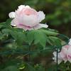 3Pcs Peony Support Cages Metal Garden DIY Plant Support Frame for Hydrangea Tomato Flopping Flowers Vegetables Climbing Trellis