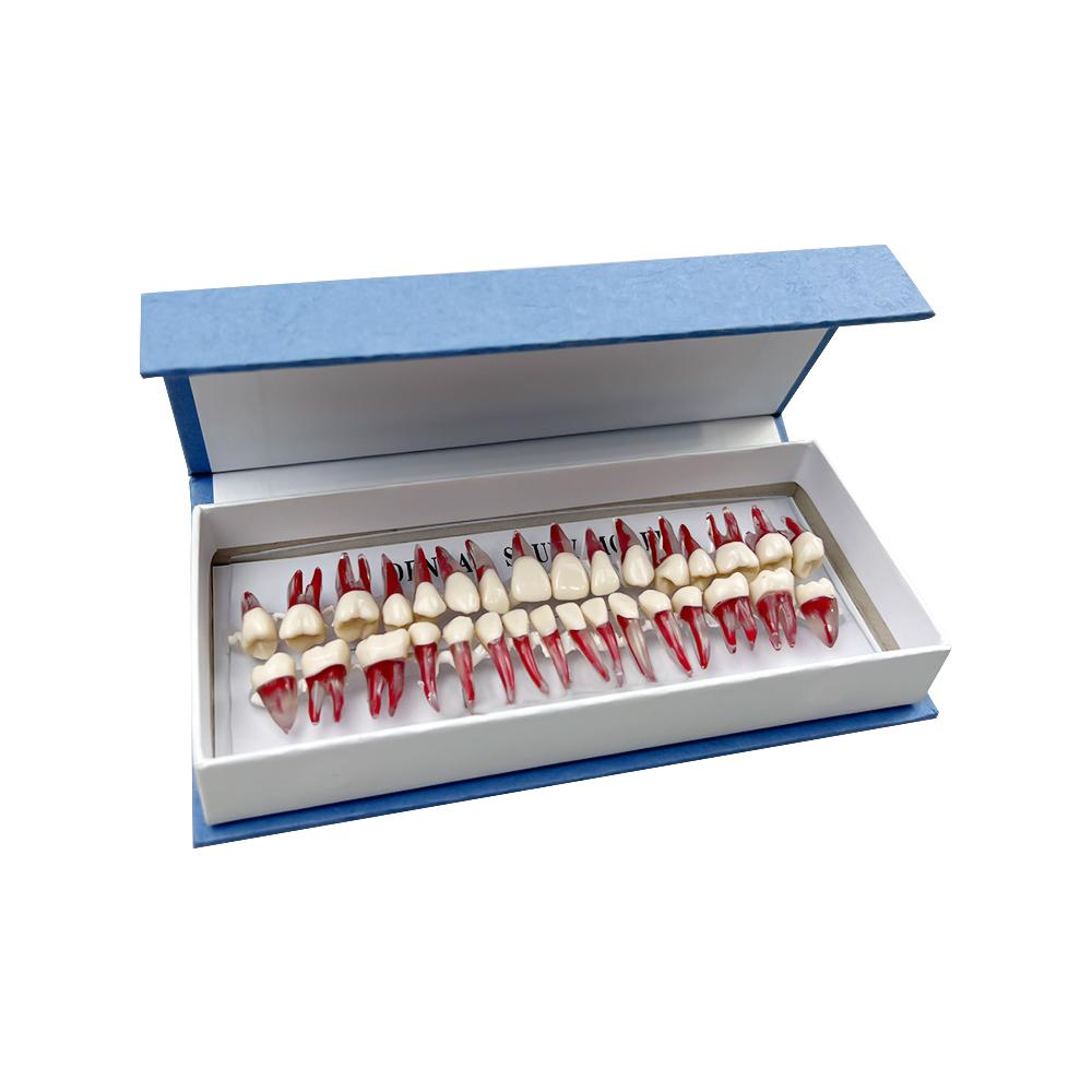 32pcs Endodontic Teeth Model Dental Teaching Model Endodontic Treatment Training Model Block Practice Study   Dentistry Products