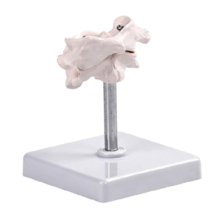Accurate Human Occipital Bone Model For Clinical Training Features Rotation Capability And Quality PVC For Durability