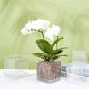Mini Transparent Flowerpot Phalaenopsis Succulents Breathable Vase with Tray Plastic Seeding Nursery Pot for Home Window Decors
