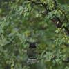 Attract Various Bird Species Nature Lovers Garden Decoration 15*15*15cm Hanging Bird Feeder Ample Perching Space