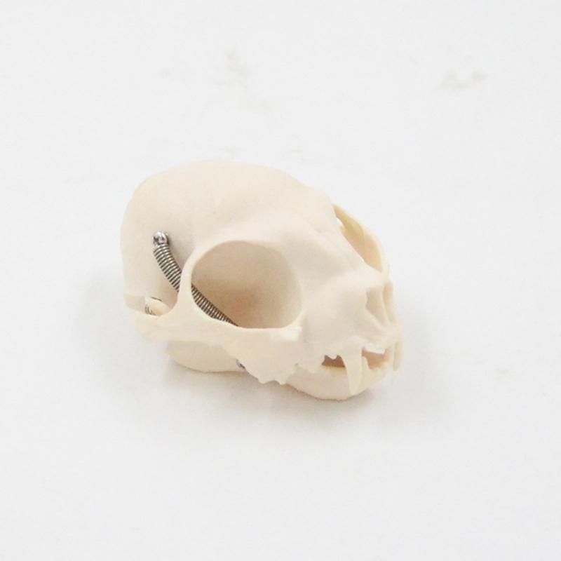 Katzenkopf Anatomiemodell Realistisches Katzenkopf Skelettmodell Tierschädel Anatomiemodell für Bildung Veterinärlehre