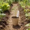 100pack Peat Pots for Seedling Outdoor Garden Germination Nursery Pots Pulps Biodegradables Seedling Starter Pots