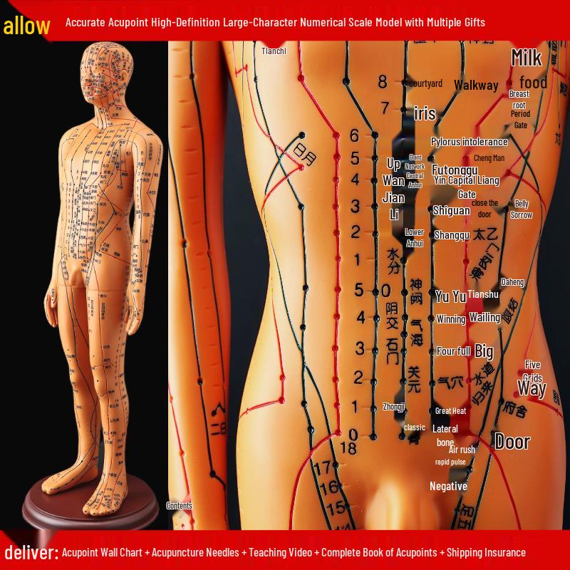 50CM Průhledný meridiánový model lidského těla - Mužský a ženský Akupunkturní body tradiční čínské medicíny.