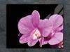 SZKLANA DESKA DO KROJENIA 52x40 ORCHIDEA