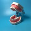 Dental Resin Teeth Model for Oral Instrument Practice: Implants, Extracted Teeth, Root Canal, and Gingival Retraction.