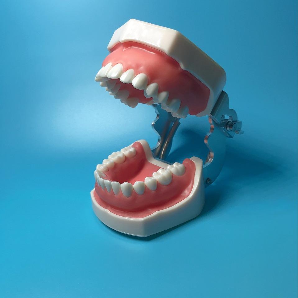 Dental Resin Teeth Model for Oral Instrument Practice: Implants, Extracted Teeth, Root Canal, and Gingival Retraction.