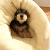 Pet Warm Slipper Nest Soft Small Cat Dog Bed Cute Comfortable Slippers Shaped Semi Enclosed Thickened Cushion Bed Pet Supplies