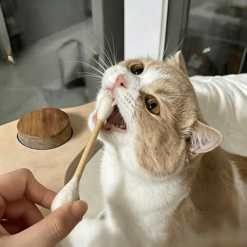 3PCS Bite Resistant Giant Qtip Cat Toy Anti-Boredom Cat Grinding Biting Stick Dental Care