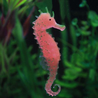 Aquarium Fish Tank Landscaping Decor Glowing Effect Animal Sea Ornament