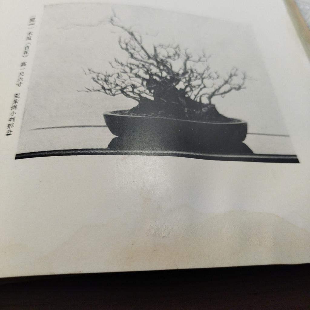 [USED] Antique Book Watanabe Family Bonsai Exhibition Catalog Japan Vintage Japan Store