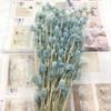 Preserved Eryngium Blue Planet Glass Dome DIY Wedding Flowers