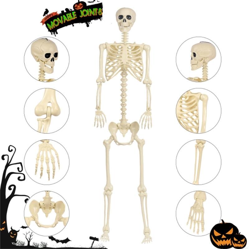 Full Body Realistic Plastic Skeleton For Halloweens Scare Props And Party Setups