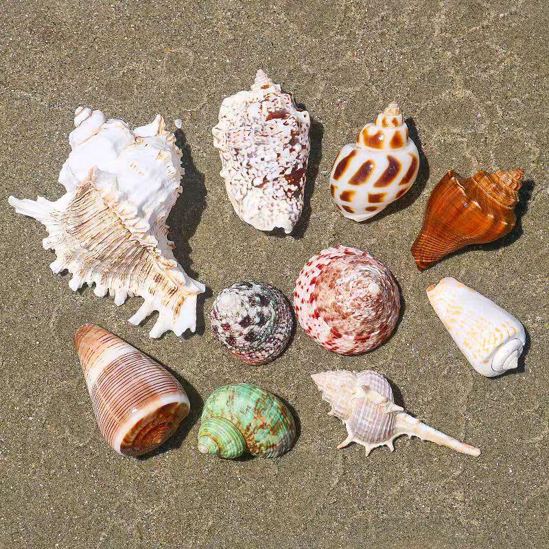 Handmade Seashell & Starfish DIY Photo Frame and Fish Tank Decoration