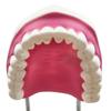 Model de Predare Periaj Dentar cu Periuță de Dinți Mare Model Standard de Ață Dentară Model Normal de Dinți Practică Stomatologică Model de Predare pentru Training