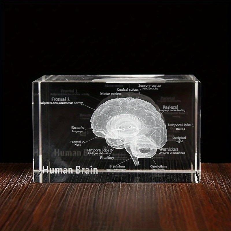 3D Lidský Anatomický Model Křišťálový Laserová Skulptura Mozku Krychle Těžítko Figurky Přemýšlení Lékařská Věda Dárek