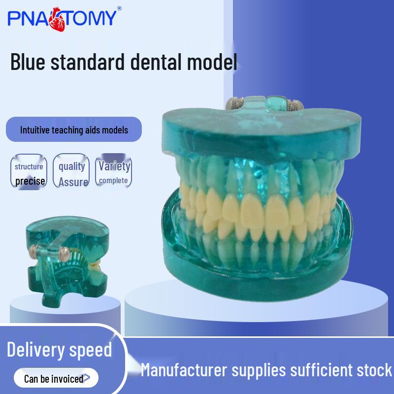 PNT-OR15 Blue Transparent Tooth Model for Oral Health Education 7.3*9*6 cm