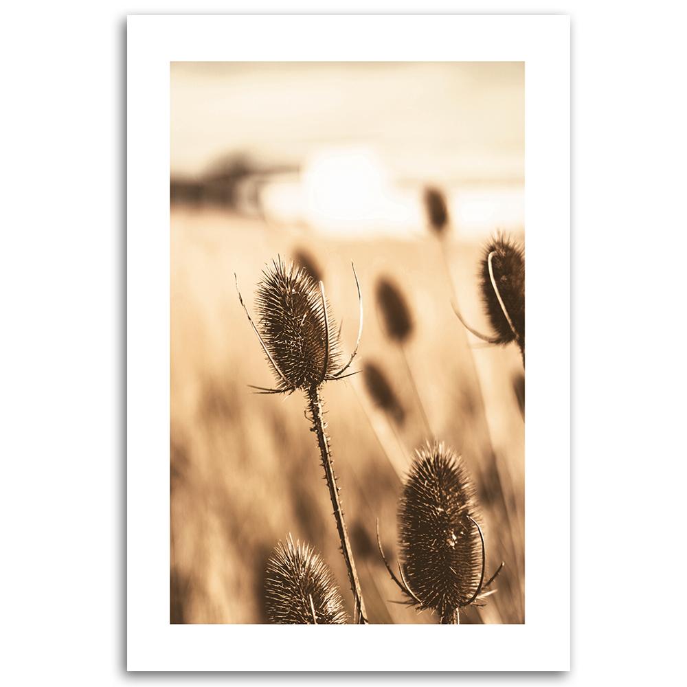 Canvas print, Desiccated thistle