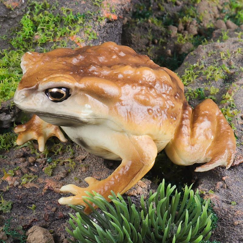 Animal Childrens Frog Plastic Model Toy For Educational Play Gift Collectors