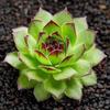 Guanyin Lotus Succulent: Large Indoor Bonsai with Pot, Easy-Care, Old Trunk Style, Soil Included