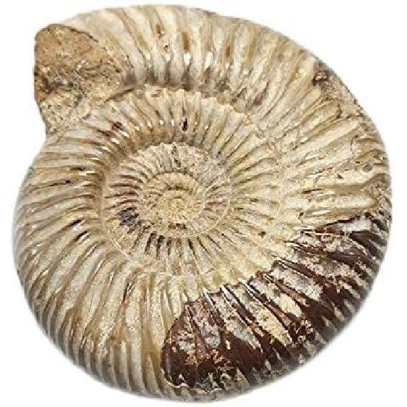 1pc Polished Raw Shell Specimen Madagascar Ammonite Rough Stones for Decor Shell Fossil