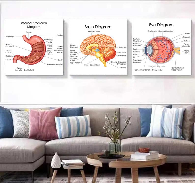 Human Organs Brain Liver Heart Anatomy Poster Print Canvas Painting Human Body Map Medical Classroom Office Room Home Decoration