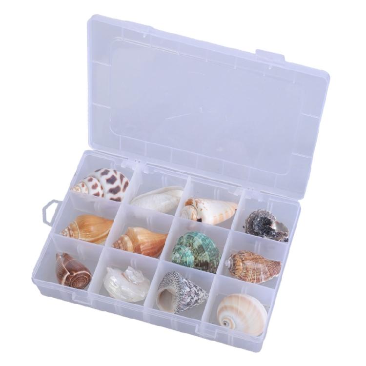 Floating Seashells Display Box Large-capacity Seashells Decorative Storage Box for Home and Beach Decoration