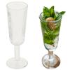 Champagne Glass, Wood Slice Pattern, Arbre, Transparent