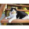 PetSoKoo Four-Leaf Clover Cat Collar with Bell Breakaway Buckle. Japanese Chirimen,Cute Kitten Collar for Girl Boy Cat