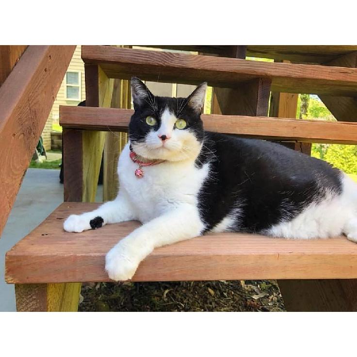 PetSoKoo Four-Leaf Clover Cat Collar with Bell Breakaway Buckle. Japanese Chirimen,Cute Kitten Collar for Girl Boy Cat