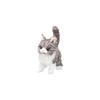 Iwaya Dakkode Miimi Tabby Cat Plush Toy Battery Operated Touch Sensor Electronic Pet 90x250x190mm