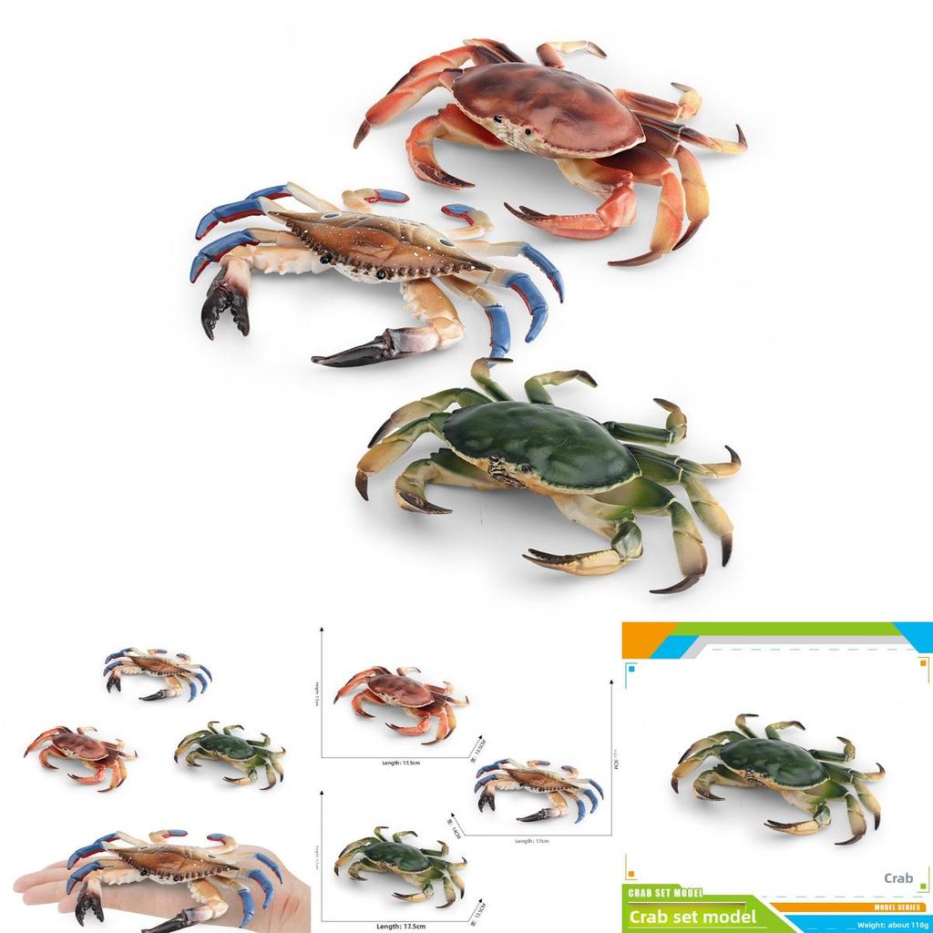 Marine Life Crab Replica With Static Display For Home Or Office Use