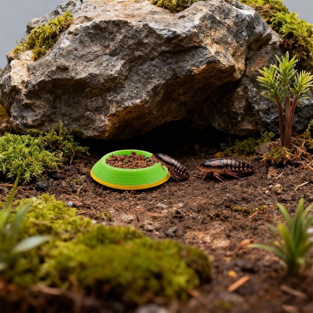 Isopod Feeder 12 Pieces Non-Slip Terrariums Feeding Tray Dubia Roaches Feeder Bowls For Springtails Millipedes Dwarf