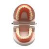 Kindergarten Dental Practice Model: Small Aesthetic Tooth and Oral Cavity Teaching Aid