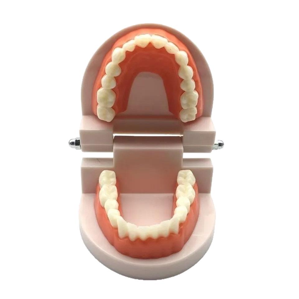Kindergarten Dental Practice Model: Small Aesthetic Tooth and Oral Cavity Teaching Aid