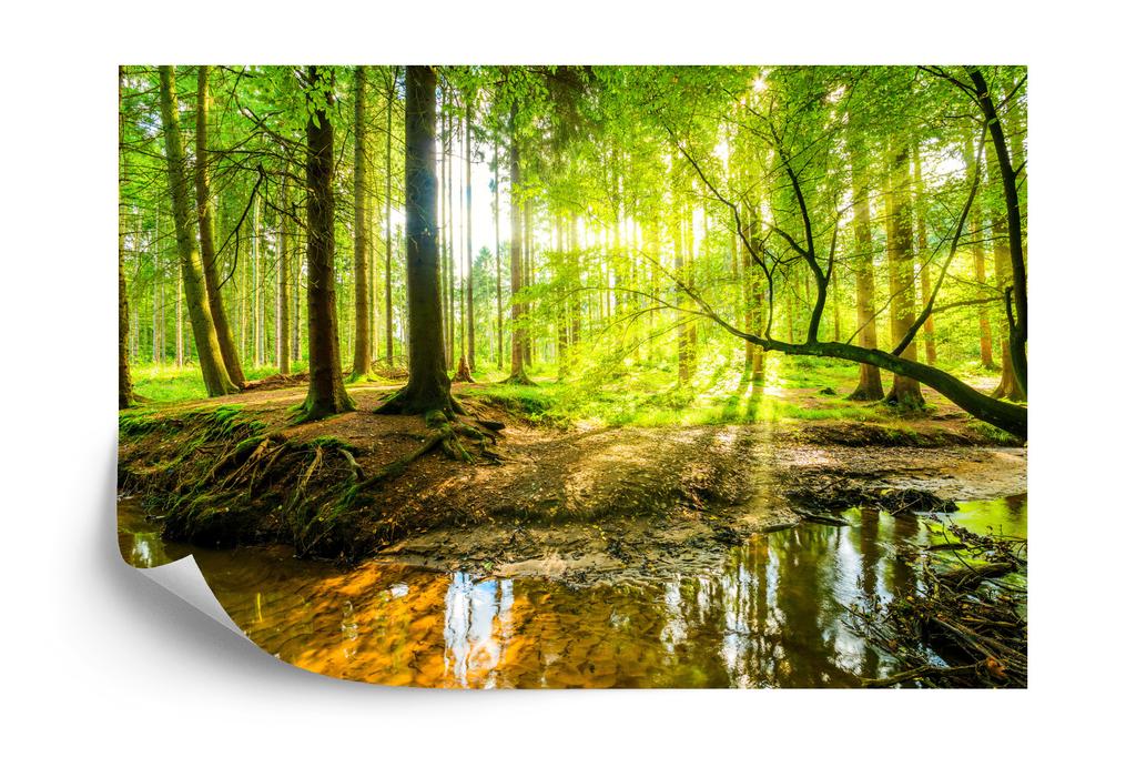 Photomural Beautiful Forest Landscape In Spring In 3D Effect Structural Vinyl 416x254