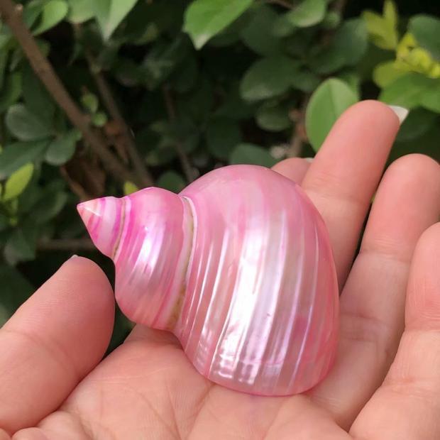 Eremitkräfta Ersättning & Snäcka Naturliga Snäckskal för Akvariumdekor